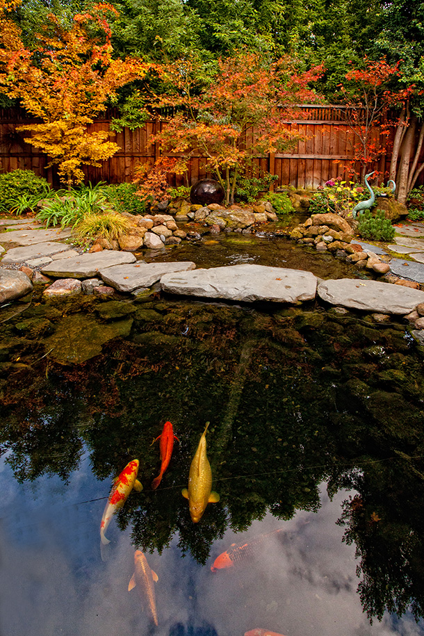 Koi Pond Waterfall