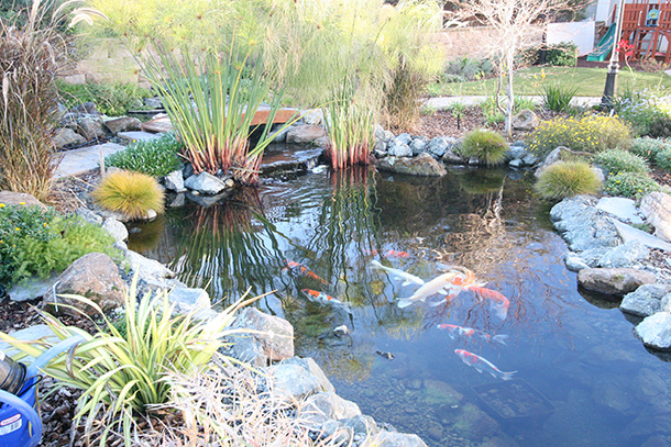 San Jose Pond with Waterfall and Tse Koi Filtration System ...