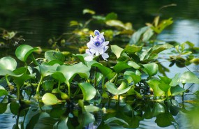 Water_hyacinth