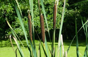 bulrushes-foraging