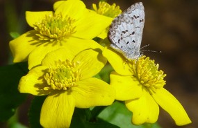 marsh-marigold-spring-azure-butterfly