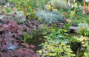 Mountain View Water Garden with Wetland and Stream