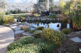 San Jose Pond with Waterfall and Tse Koi Filtration System