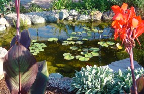 tully-road-display-pond-magic (4)